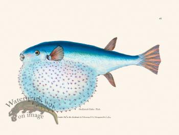 048 Stellated Globe -Fish